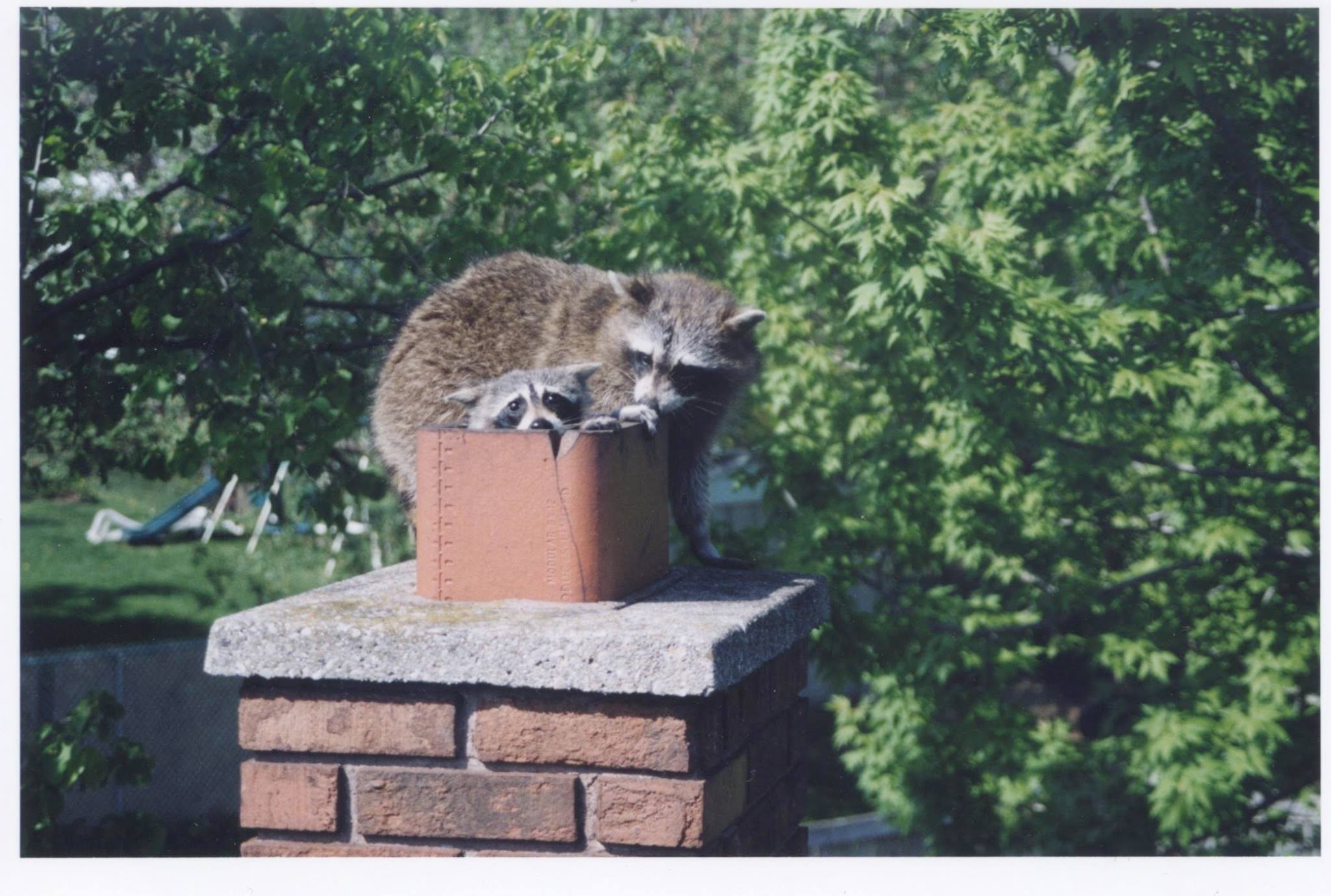 Squirrel, raccoon and bird removal from chimneys and vents.